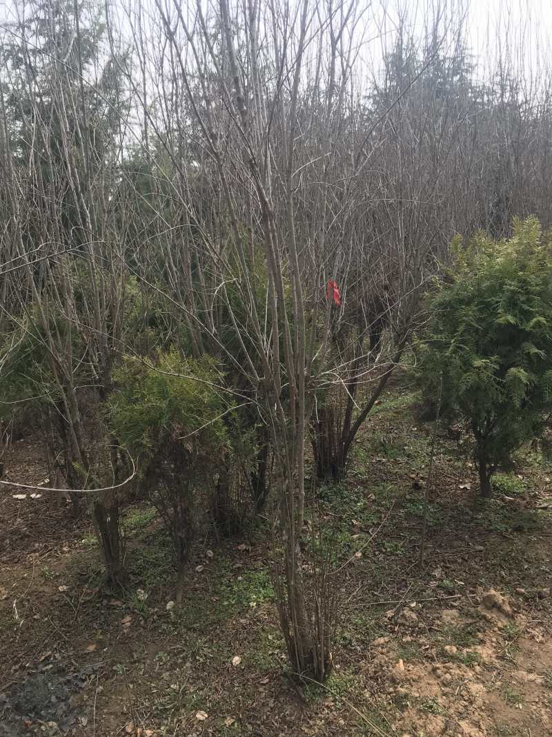 石榴树...量大。部分处理货足大规格都有...