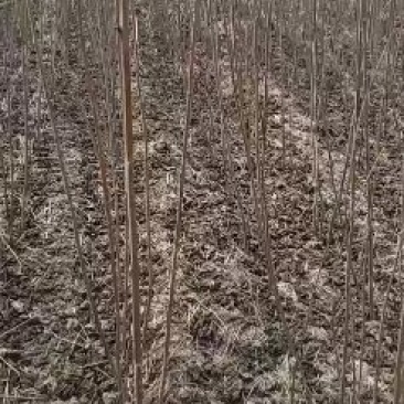 梓树苗