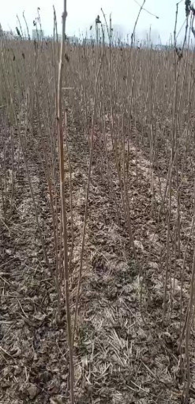 梓树苗