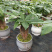 发财树/高30植物盆栽/水培土培三杆发财树