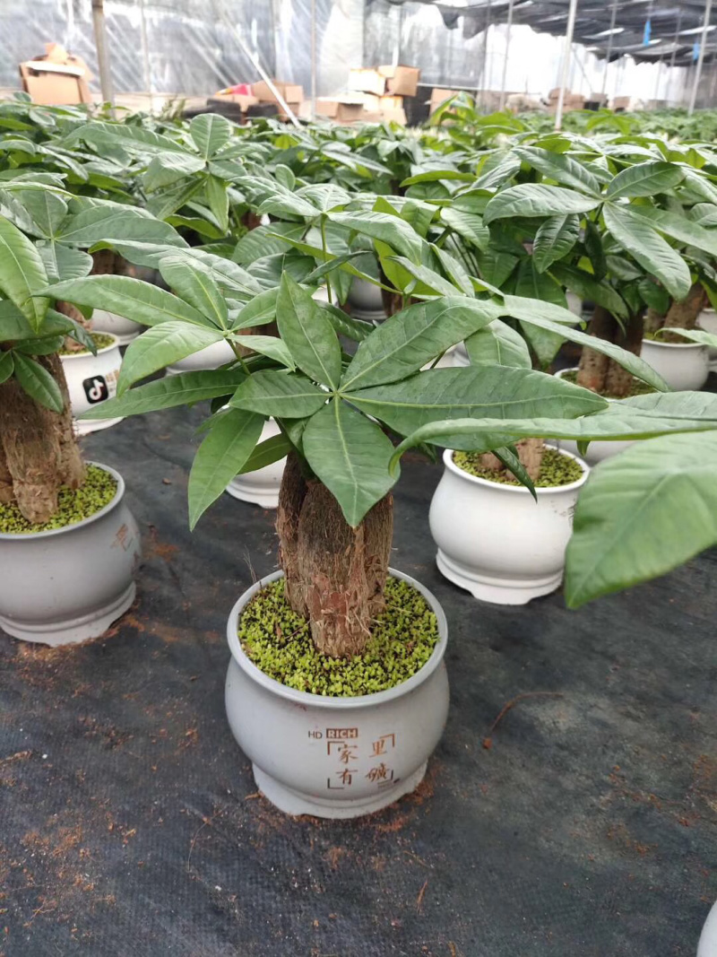 发财树/高30植物盆栽/水培土培三杆发财树