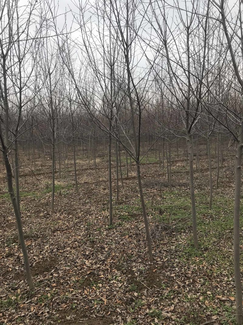 加拿大红樱....80亩精品基地..部分规格处理