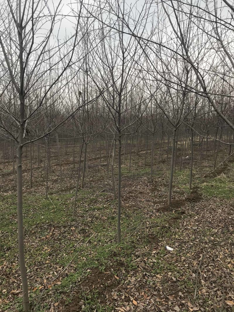 加拿大红樱....80亩精品基地..部分规格处理