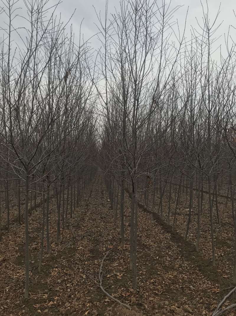 加拿大红樱....80亩精品基地..部分规格处理