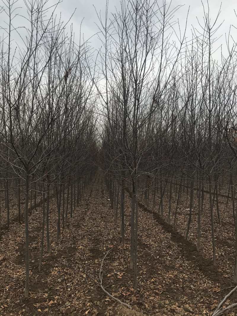 加拿大红樱....80亩精品基地..部分规格处理