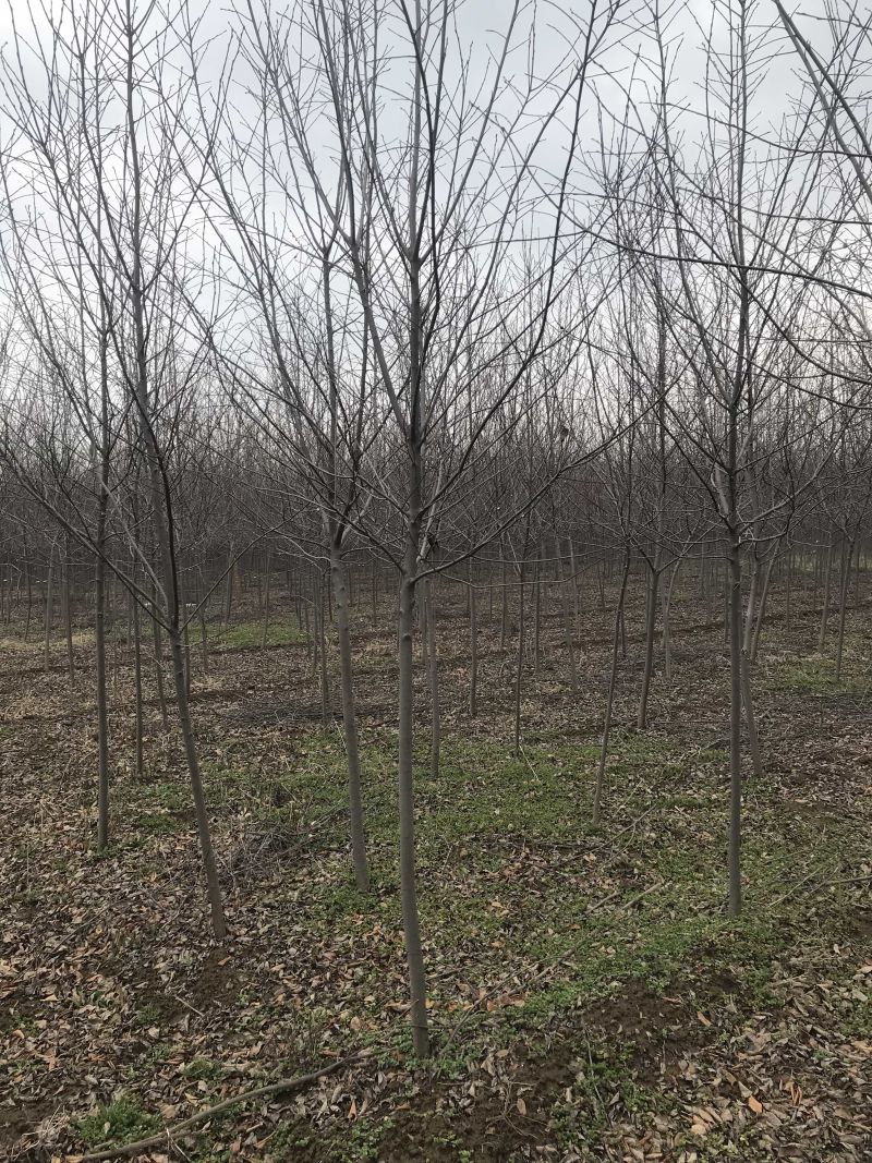 加拿大红樱....80亩精品基地..部分规格处理