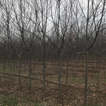 加拿大红樱....80亩精品基地..部分规格处理