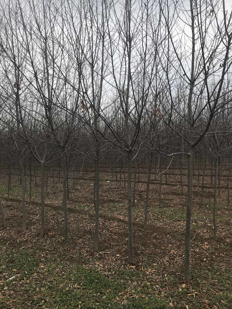 加拿大红樱....80亩精品基地..部分规格处理