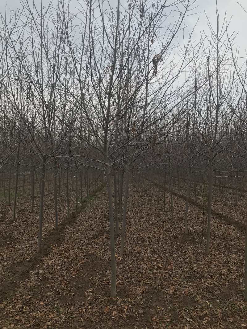 加拿大红樱....80亩精品基地..部分规格处理