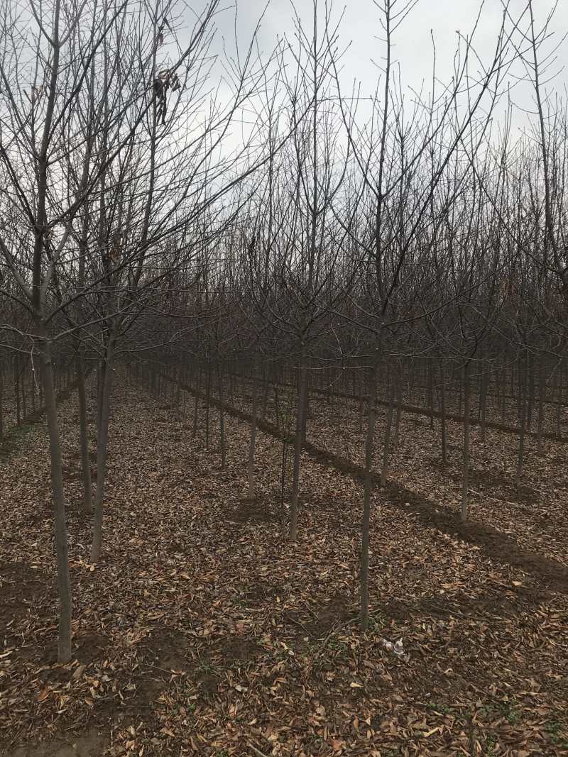 加拿大红樱....80亩精品基地..部分规格处理