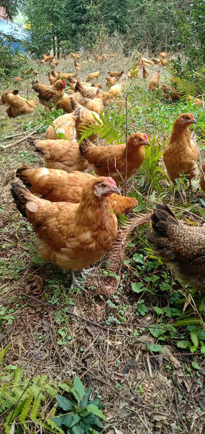 优质森林养殖土鸡，包邮量大从优，三斤左右