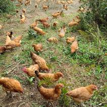 优质森林养殖土鸡，量大从优，三斤左右