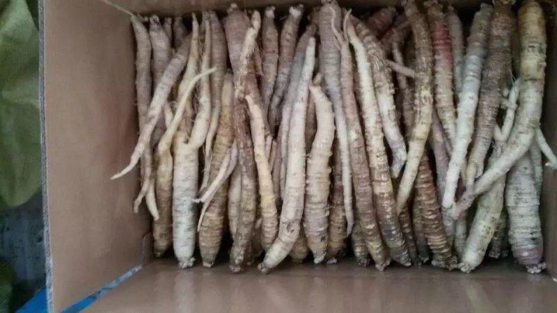产地直供东北山胡萝卜种子沙参种子，纯韩国二代种子
