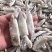 海兔（精品单冻。大板船冻都有，
