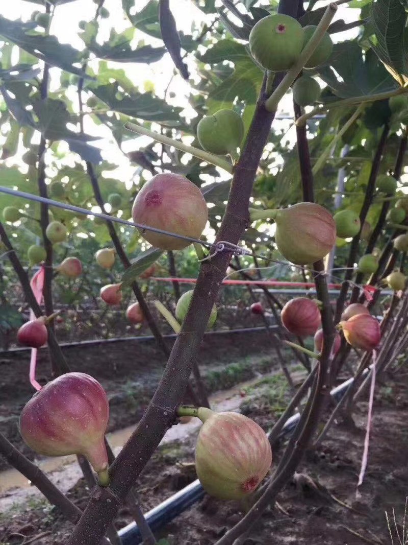 无花果干伊朗无花果新彊无花果土耳其无花果《产地直销》