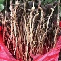 油茶苗广西本地油茶品种亲和力强砧木粗大优良品种