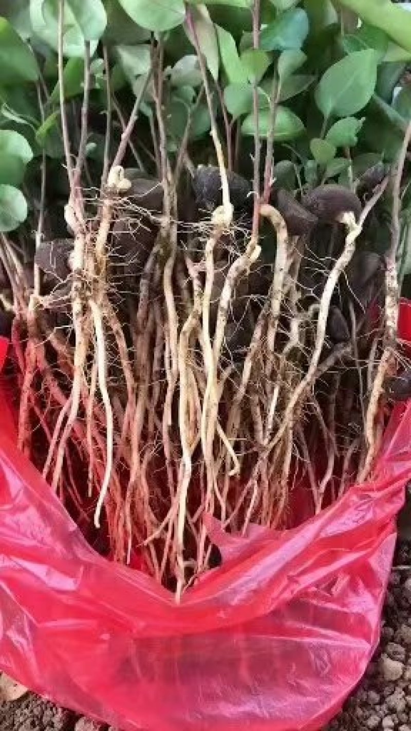 油茶苗广西本地油茶品种亲和力强砧木粗大优良品种