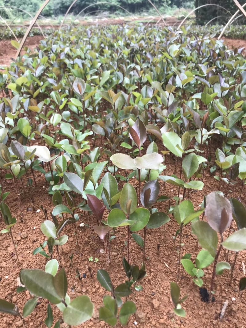 油茶苗广西本地油茶品种亲和力强砧木粗大优良品种