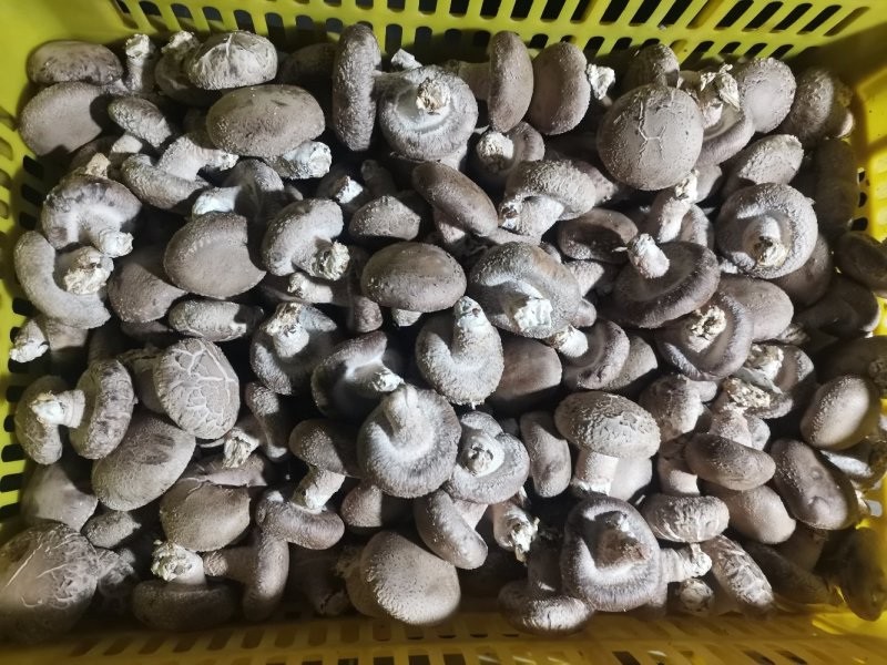 白面菇