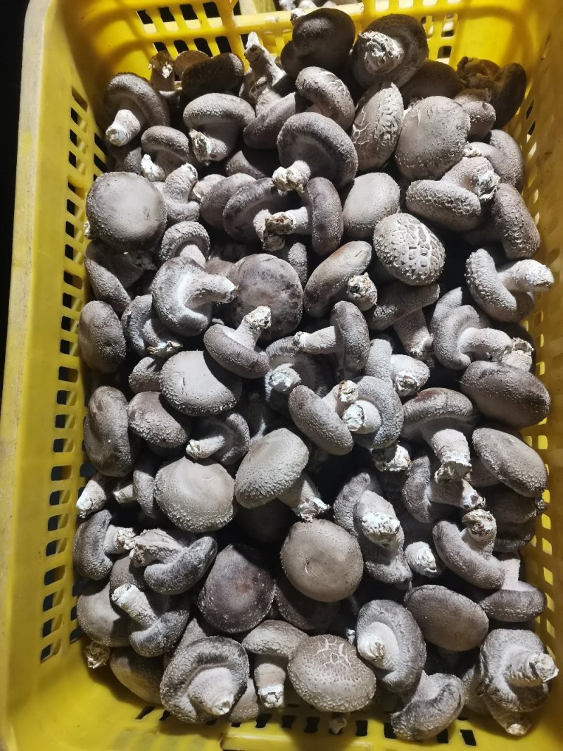 白面菇