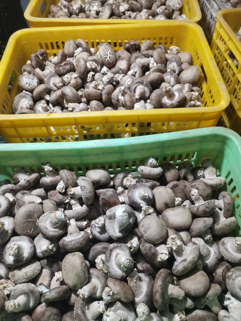 白面菇