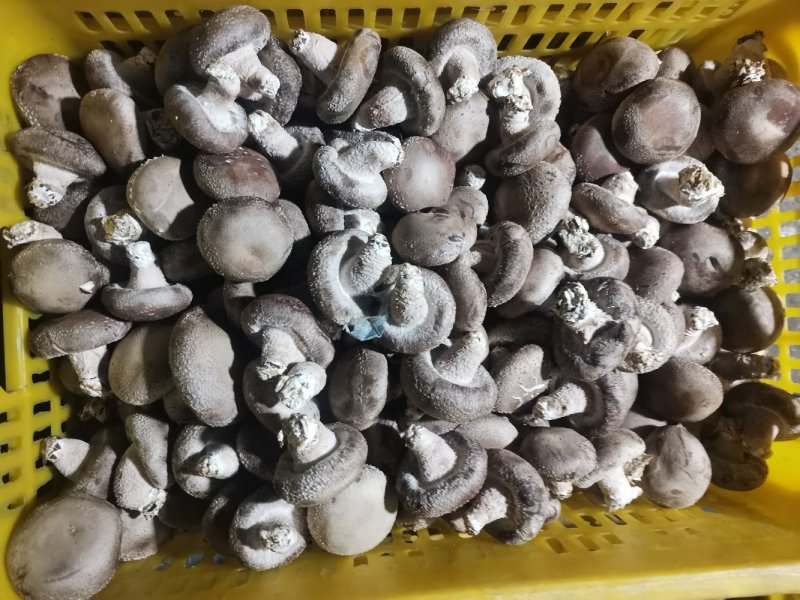 白面菇