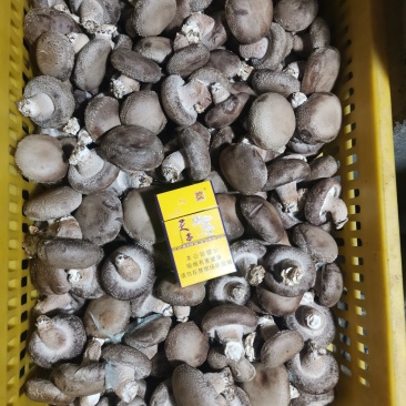 白面菇