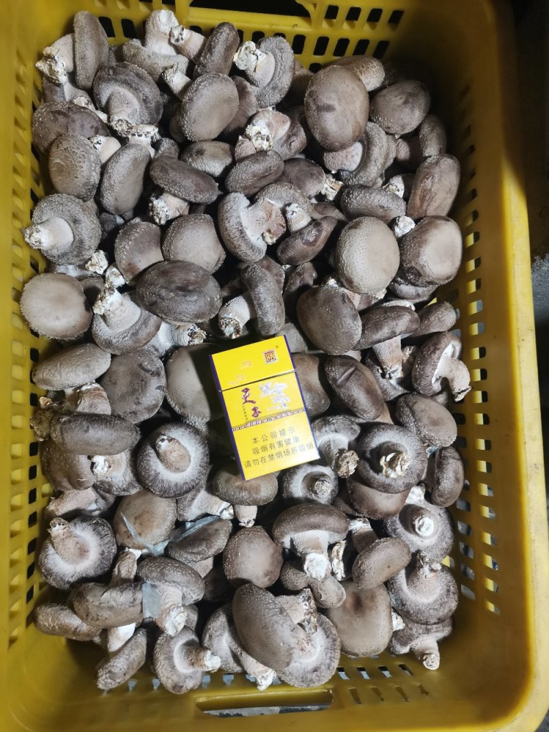 白面菇