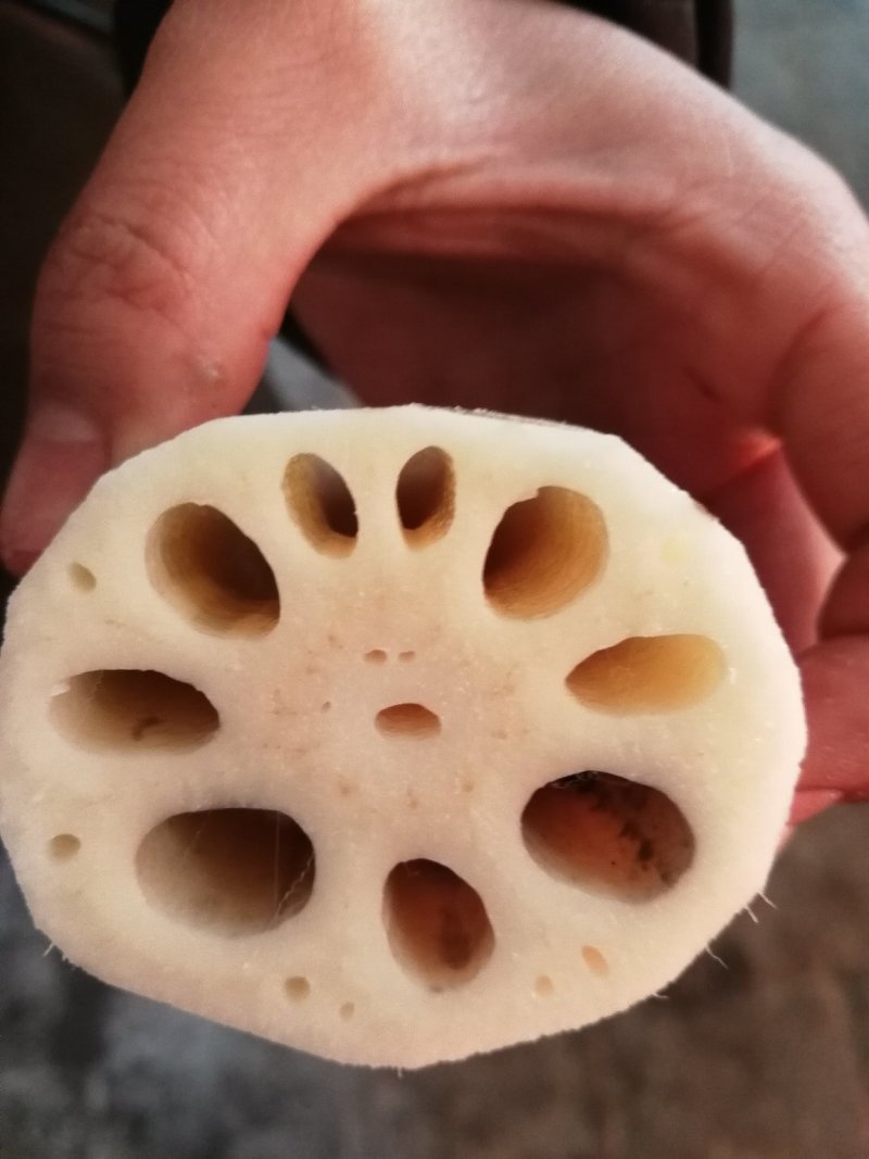 陕西万亩莲藕基地的，大量供应3735面藕，欢迎合作，