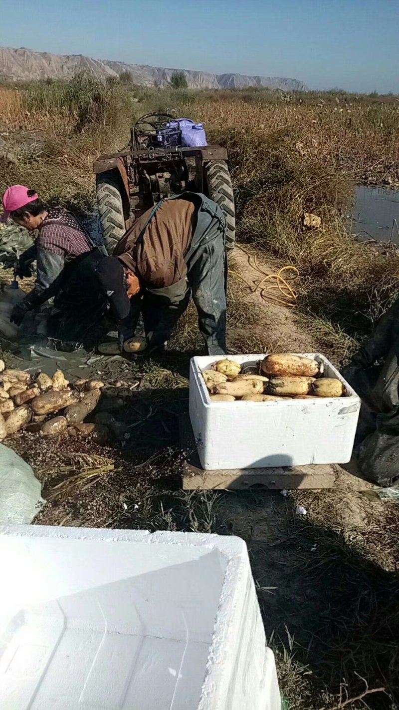 陕西万亩莲藕基地的，大量供应3735面藕，欢迎合作，