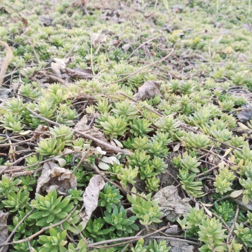 大量垂盆草出售批发零售