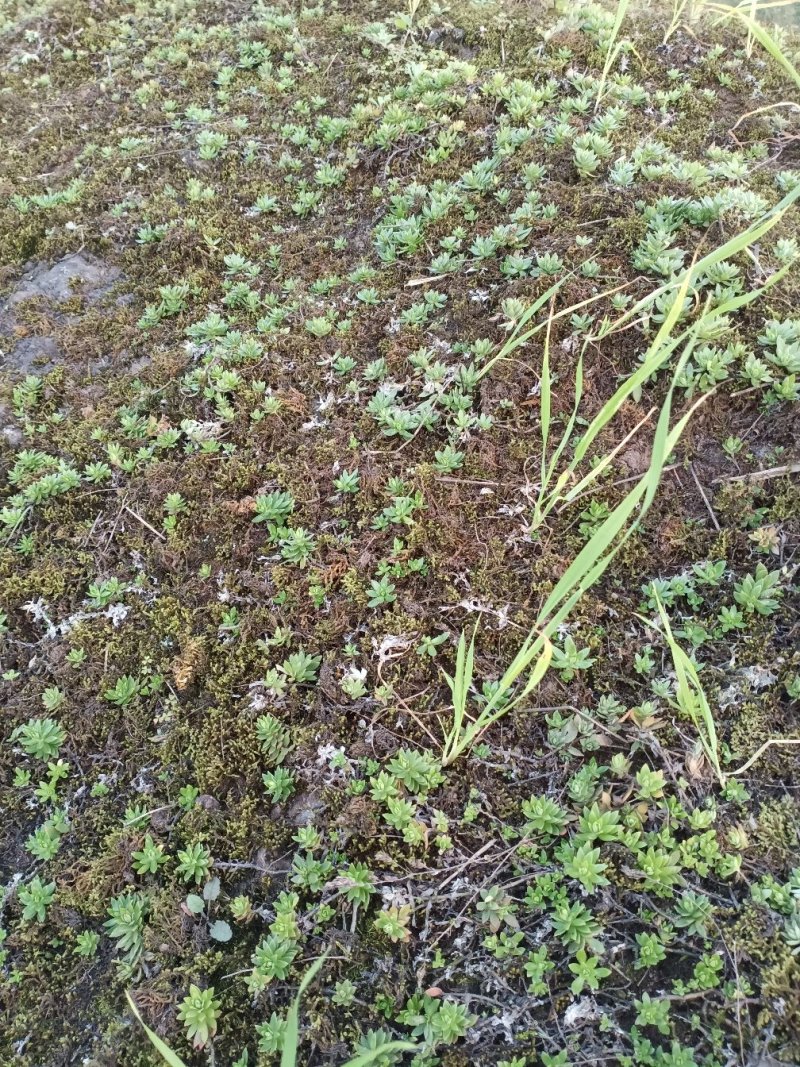 大量垂盆草出售批发零售