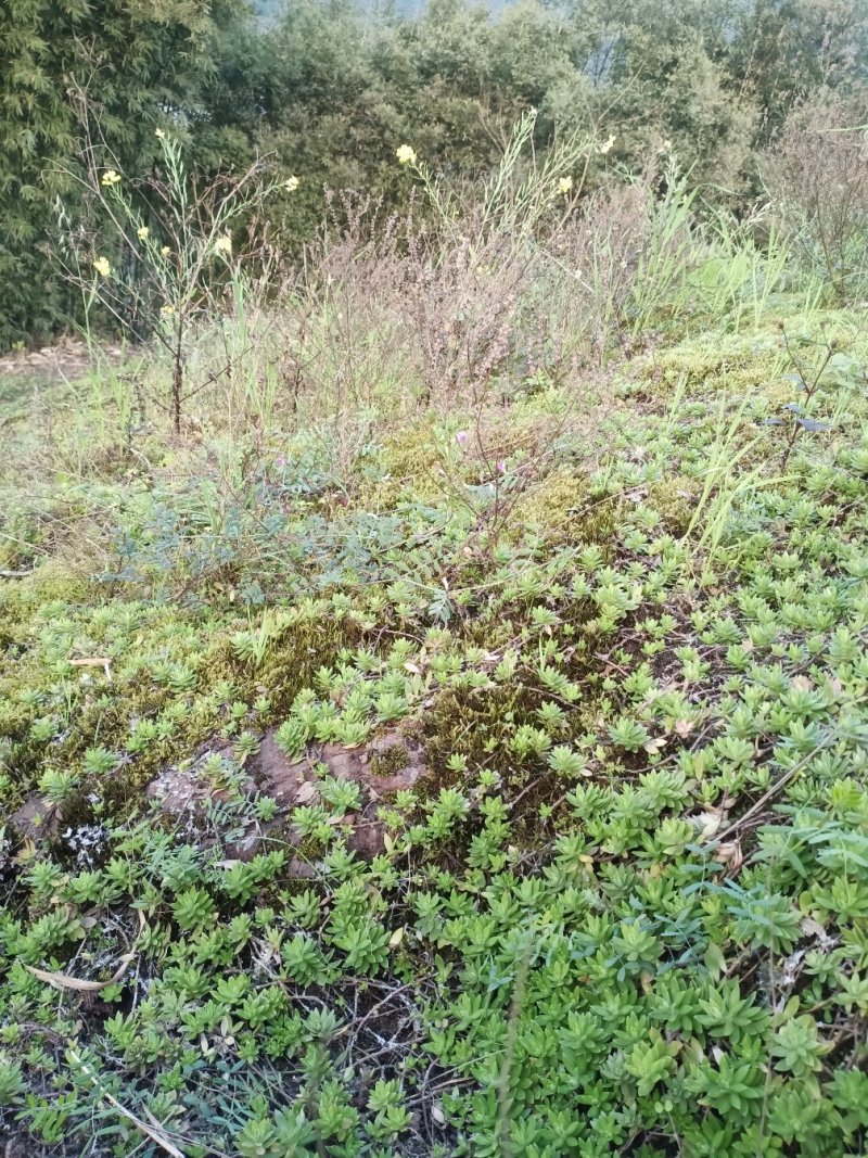 大量垂盆草出售批发零售