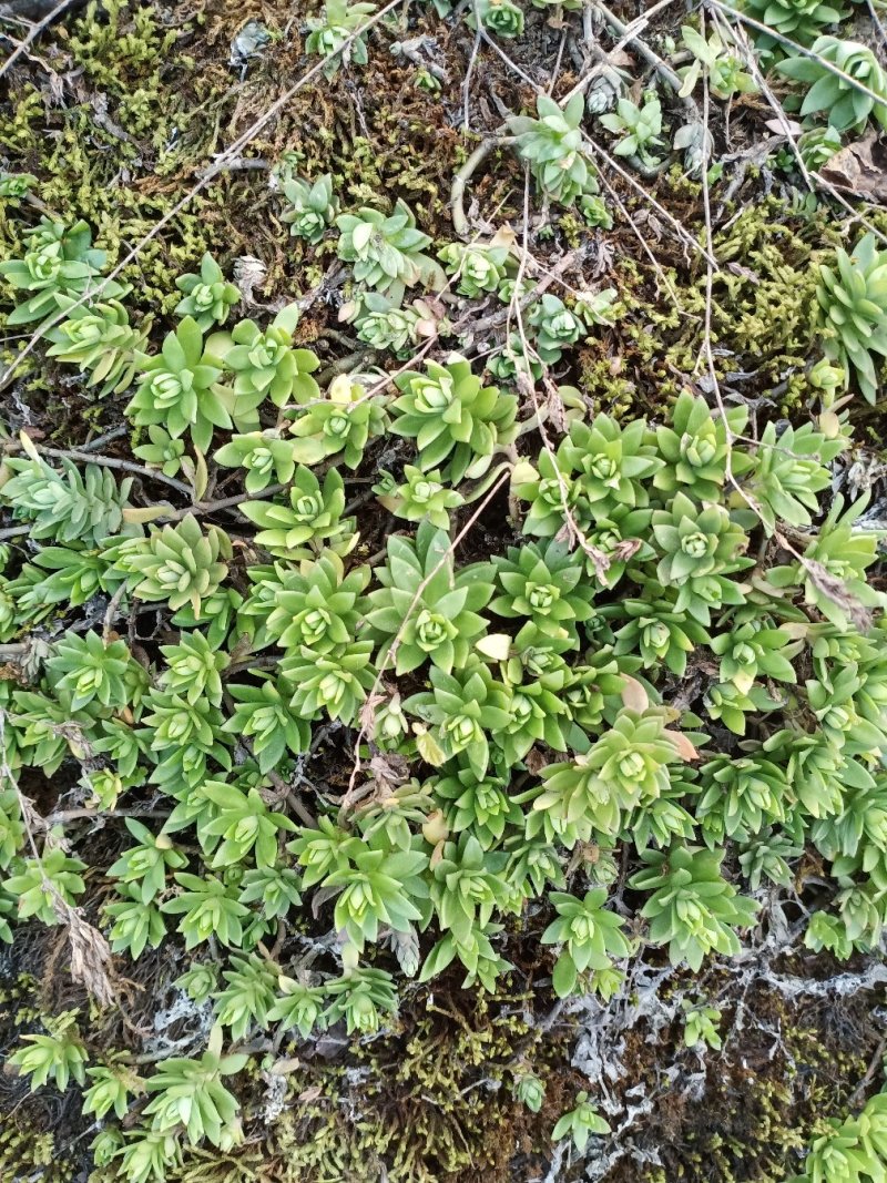 大量垂盆草出售批发零售