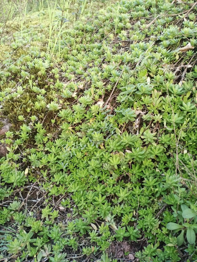 大量垂盆草出售批发零售