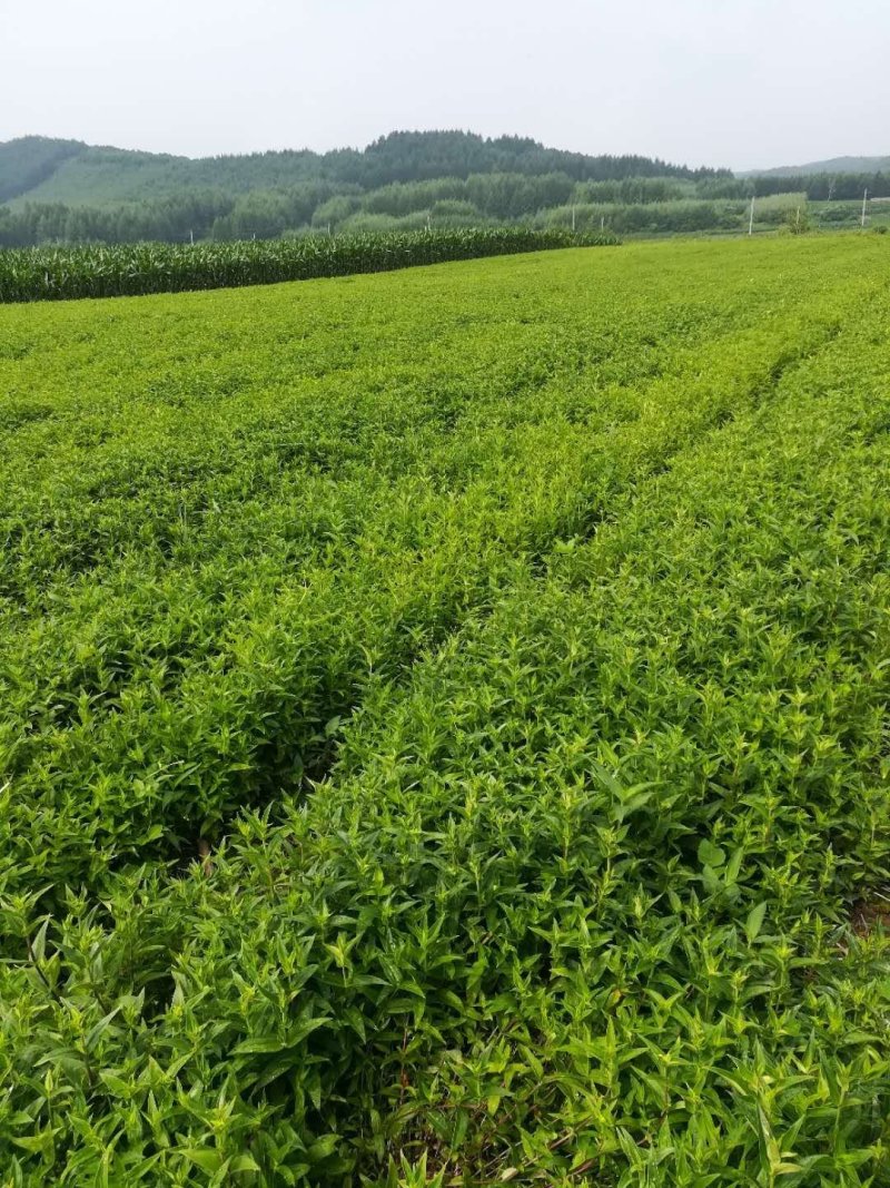 【精品】龙胆草基地一手货源量大从优品质保障