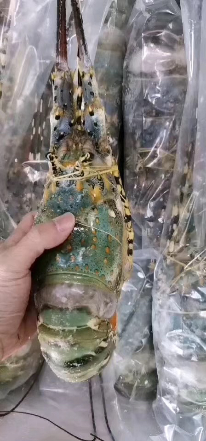 花龙虾大花龙酒席龙虾1.6-2斤/条一手货源