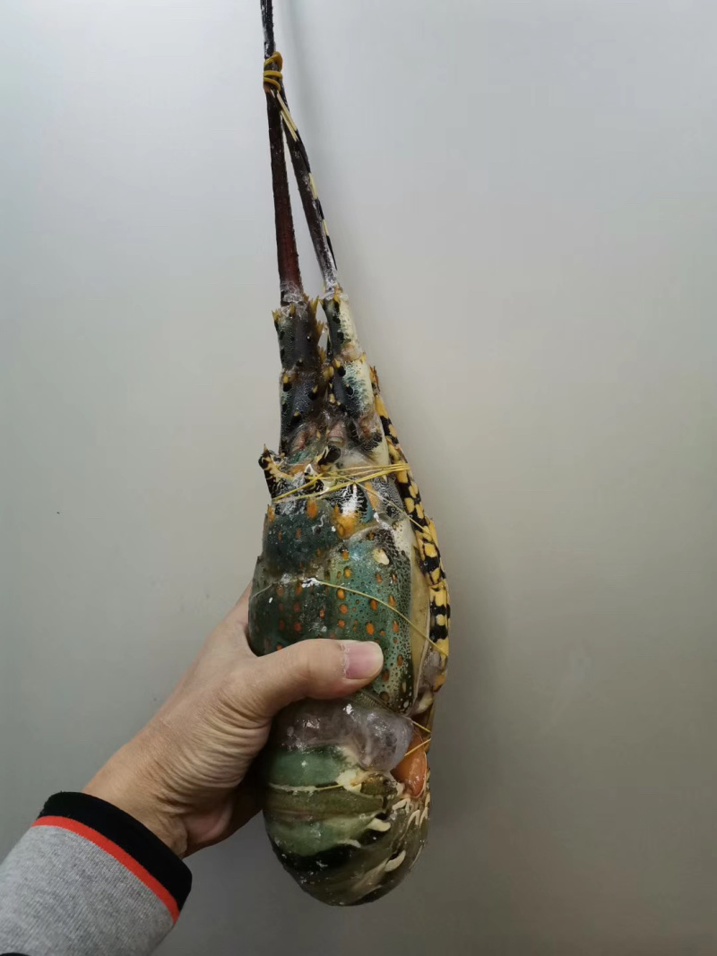 花龙虾大花龙酒席龙虾1.6-2斤/条一手货源
