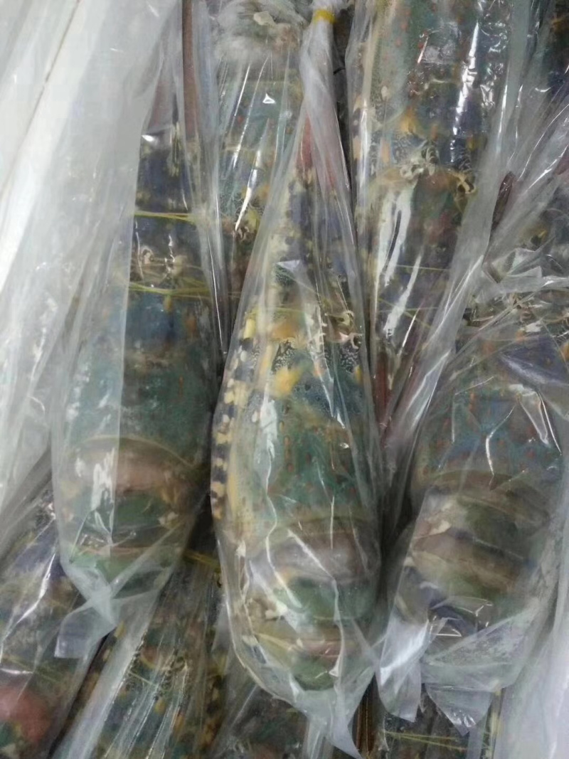 花龙虾大花龙酒席龙虾1.6-2斤/条一手货源