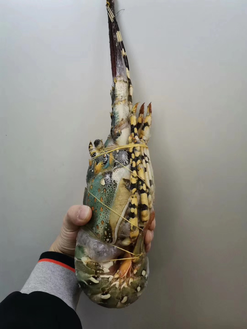花龙虾大花龙酒席龙虾1.6-2斤/条一手货源