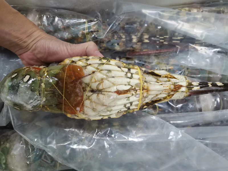 花龙虾大花龙酒席龙虾1.6-2斤/条一手货源
