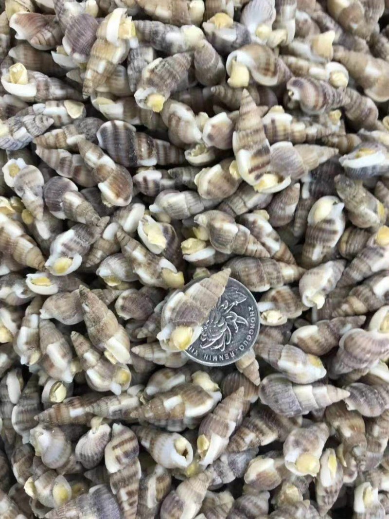 海锥螺（无沙熟冻，烧烤辣炒，麻辣凉拌。