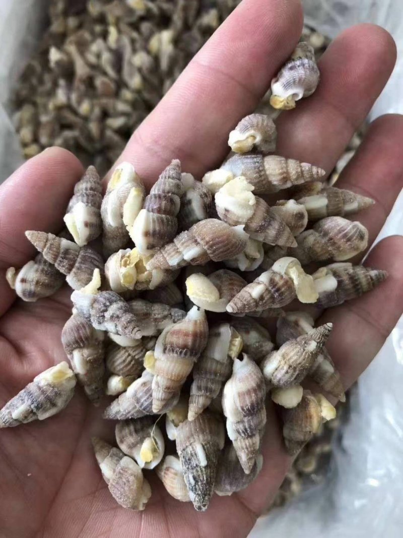 海锥螺（无沙熟冻，烧烤辣炒，麻辣凉拌。
