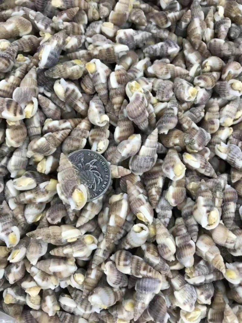 海锥螺(无沙熟冻,烧烤辣炒,麻辣凉拌。