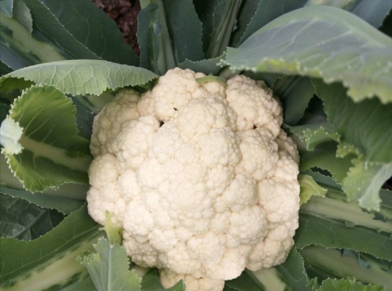 菜花