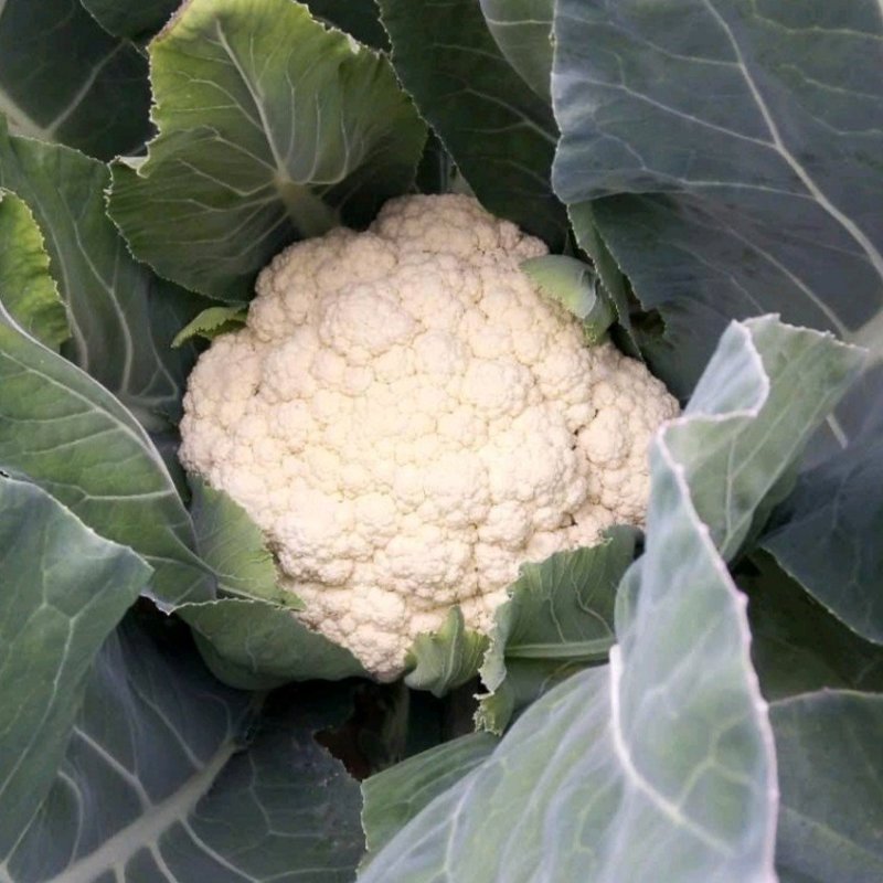菜花