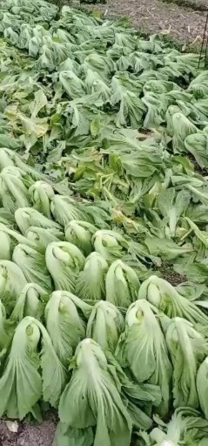 精品大白菜，菠菜，广白，菜心上海青蔬菜批发（福建）及配送