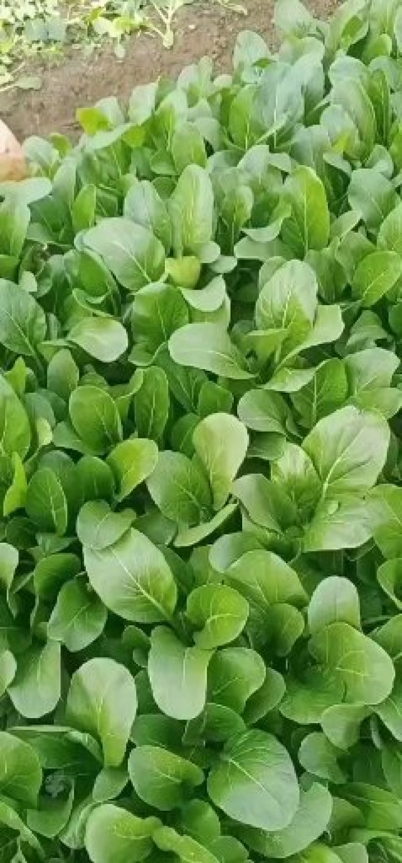精品大白菜，菠菜，广白，菜心上海青蔬菜批发（福建）及配送