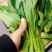 精品大白菜，菠菜，广白，菜心上海青蔬菜批发（福建）及配送