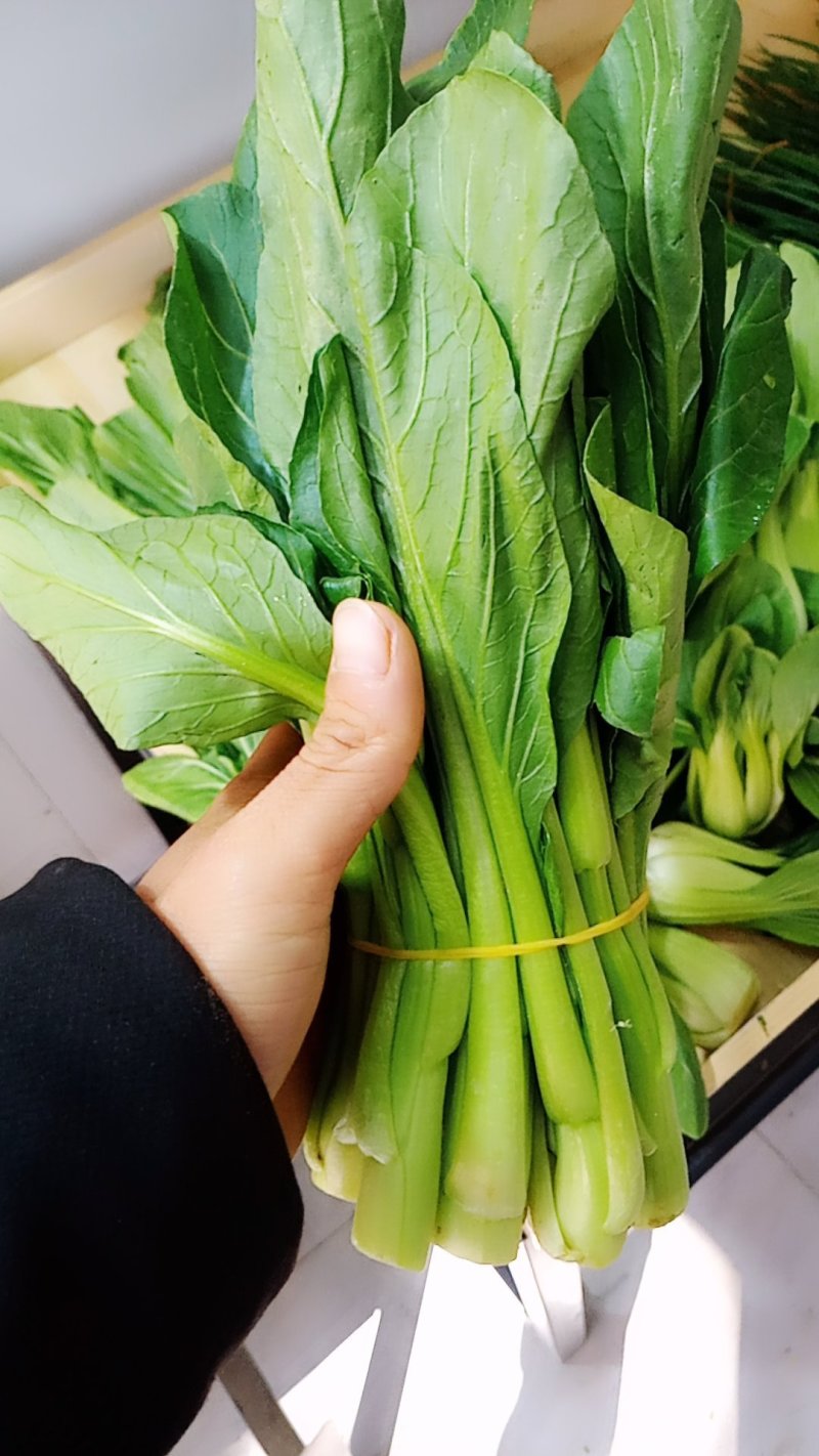 精品大白菜，菠菜，广白，菜心上海青蔬菜批发（福建）及配送